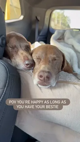 pointerpawprints Instagram post about Dog companionship