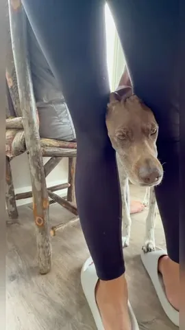pointerpawprints Instagram post about Dog affection