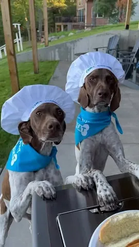 pointerpawprints Instagram post about Dogs and food preparation
