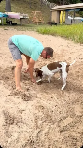 pointerpawprints Instagram post about Beach dog activity