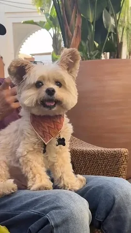 popeyethefoodie Instagram post about Pet companionship