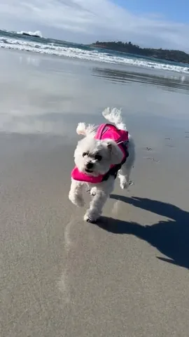 popeyethefoodie Instagram post about Pet remembrance