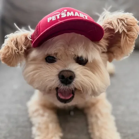 popeyethefoodie Instagram post about Pet fashion