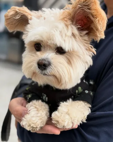 popeyethefoodie Instagram post about Pet humor