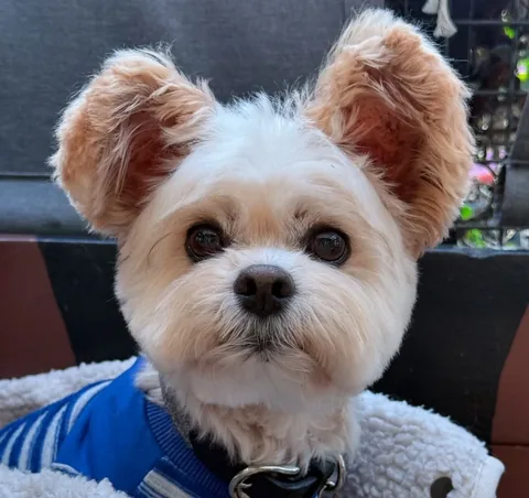 popeyethefoodie Instagram post about Pet adoption anniversary