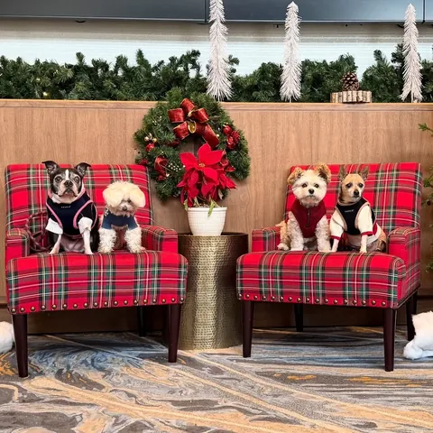 popeyethefoodie Instagram post about Family pets