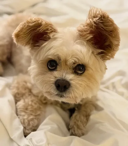 popeyethefoodie Instagram post about Pet humor