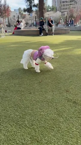 popeyethefoodie Instagram post about Pet accessibility