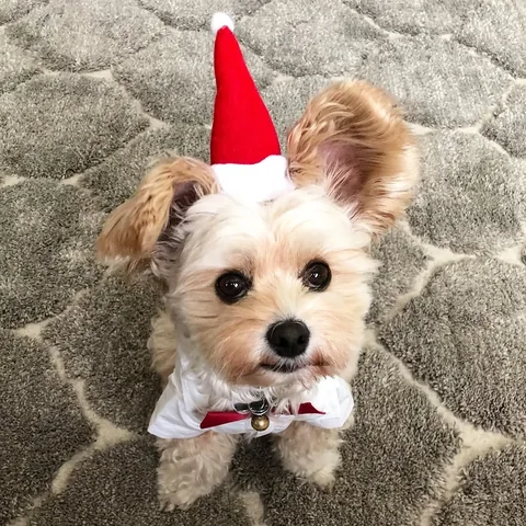 popeyethefoodie Instagram post about Pet companionship