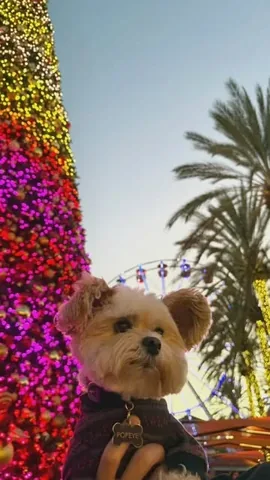 popeyethefoodie Instagram post about Holiday entertainment