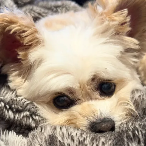 popeyethefoodie Instagram post about Retirement