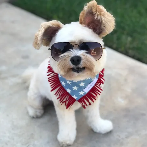 popeyethefoodie Instagram post about Pet safety