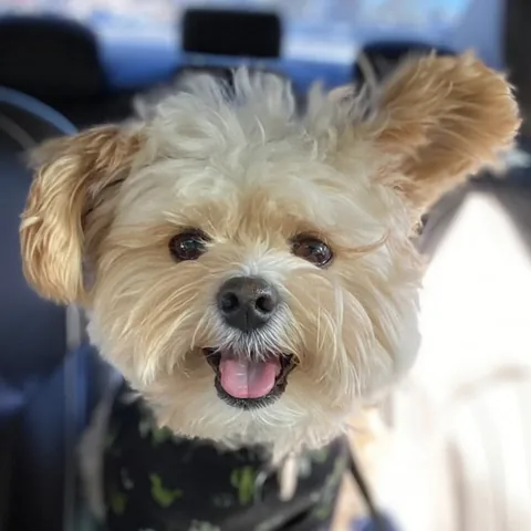 popeyethefoodie Instagram post about Pet companionship