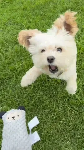 popeyethefoodie Instagram post about Pet toys