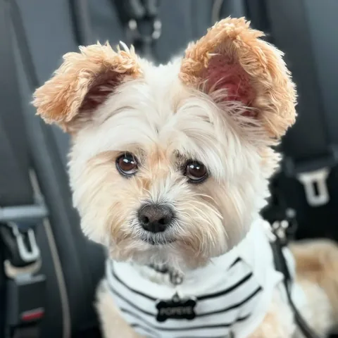 popeyethefoodie Instagram post about Pet grief