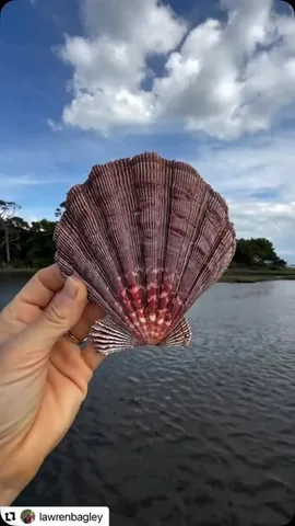 Priscilla Shirer Instagram post thumbnail