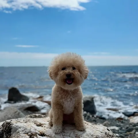 puppynamedcharlie Instagram post about Dog birthday