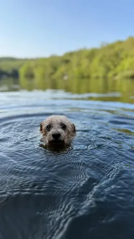 puppynamedcharlie Instagram post about Dog swimming