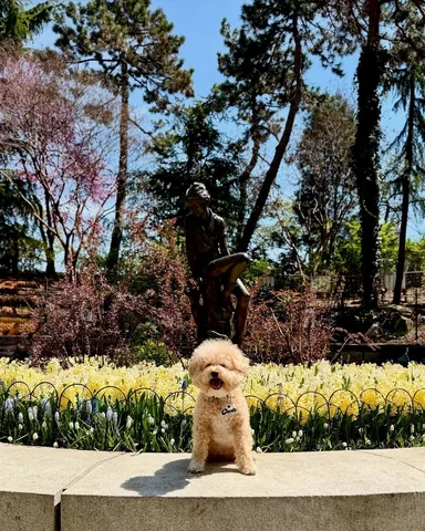 puppynamedcharlie Instagram post about Seasonal tradition