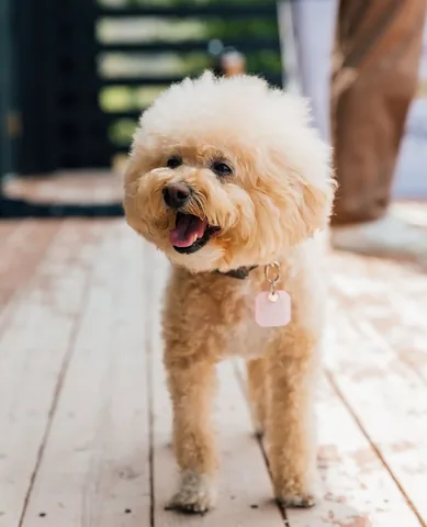 puppynamedcharlie Instagram post about Dog friendly event promotion
