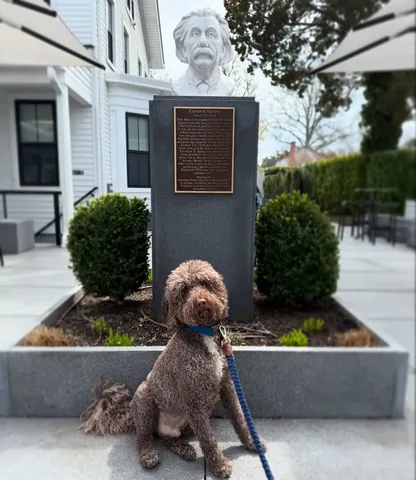 puppynamedcharlie Instagram post about Dog and landmark comparison