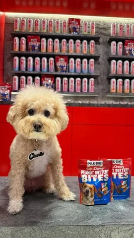 puppynamedcharlie Instagram post about Pet food brand collaboration