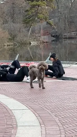 puppynamedcharlie Instagram post about Dogs in New York