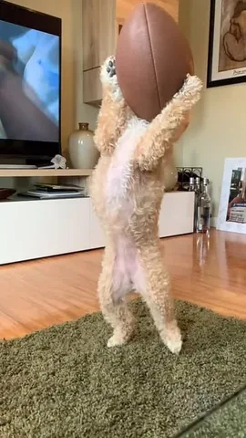 puppynamedcharlie Instagram post about Super Bowl dog tribute
