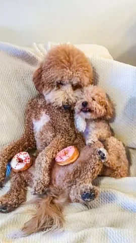 puppynamedcharlie Instagram post about Memorial diamond