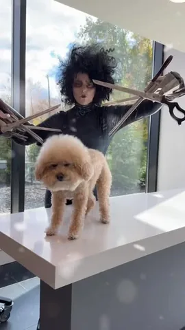 puppynamedcharlie Instagram post about Halloween dog grooming