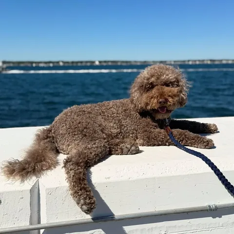 puppynamedcharlie Instagram post about Dog birthday
