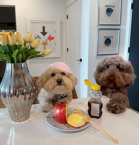 puppynamedcharlie Instagram post about Rosh Hashanah greeting