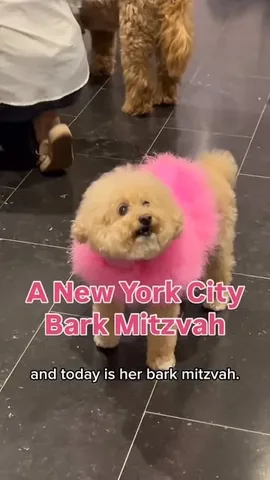 puppynamedcharlie Instagram post about Bark mitzvah celebration