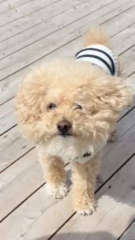 Charlie the Little NYC Floof Instagram post thumbnail