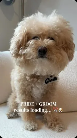 Charlie the Little NYC Floof Instagram post thumbnail