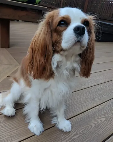 rachhloves Instagram post about Pet loss