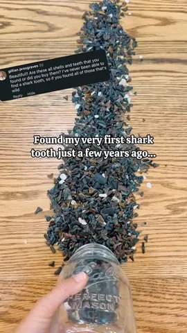 randilynngreene Instagram post about Shark tooth hunting