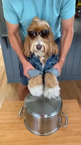 reagandoodle Instagram post about Dog dance memory