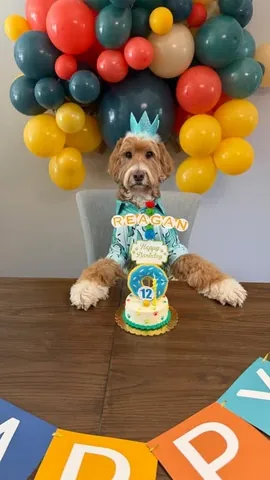 reagandoodle Instagram post about Dog birthday