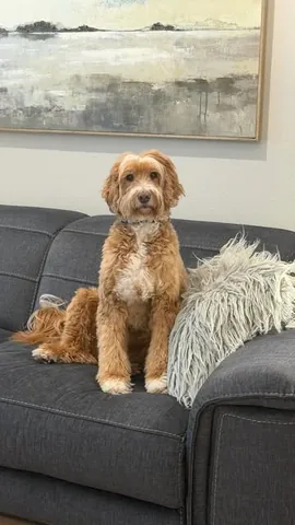 reagandoodle Instagram post about Home renovation