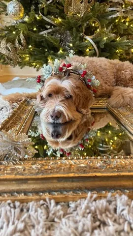 reagandoodle Instagram post about Christmas season