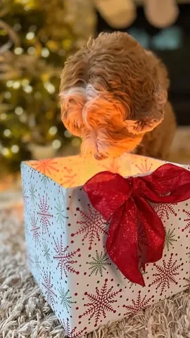 reagandoodle Instagram post about Holiday anticipation