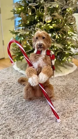reagandoodle Instagram post about Christmas celebration