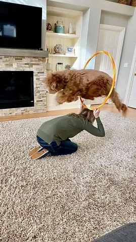 reagandoodle Instagram post about Dog tricks