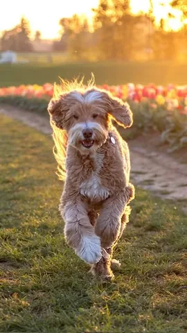 reagandoodle Instagram post about Pet reunion