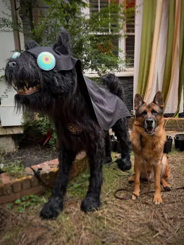redhundriot Instagram post about German shepherd dog
