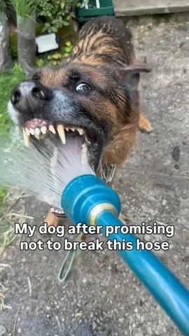 redhundriot Instagram post about German shepherd dog