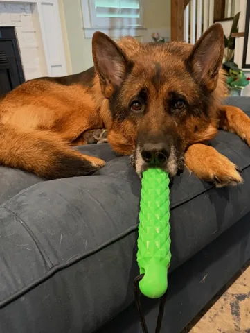 redhundriot Instagram post about Pickle humor