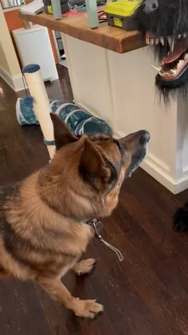 redhundriot Instagram post about Dog birthday surprise