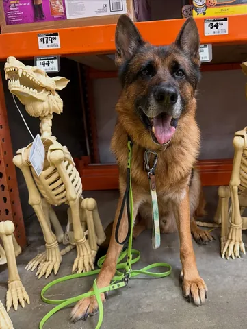 redhundriot Instagram post about Animatronic dog